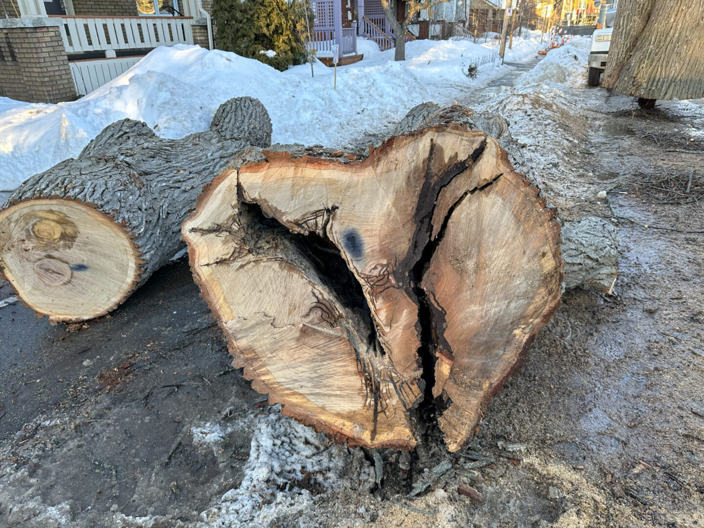 Chopped tree trunks