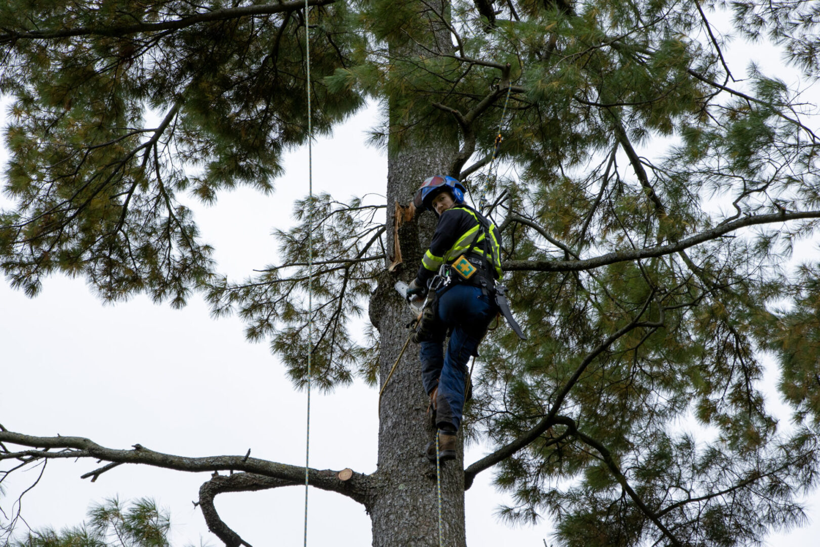 A man climbing a tree